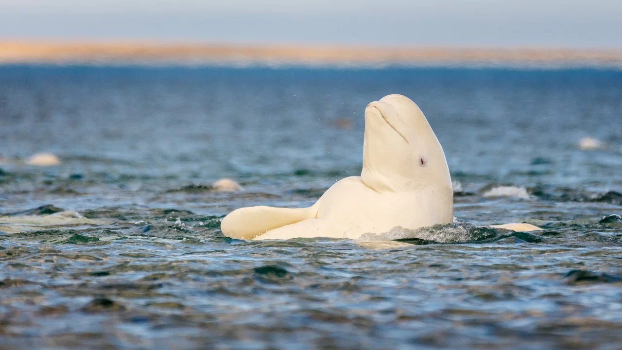 Baleias beluga nadando em um aquário enquanto observam seu reflexo nítido em um espelho submerso
