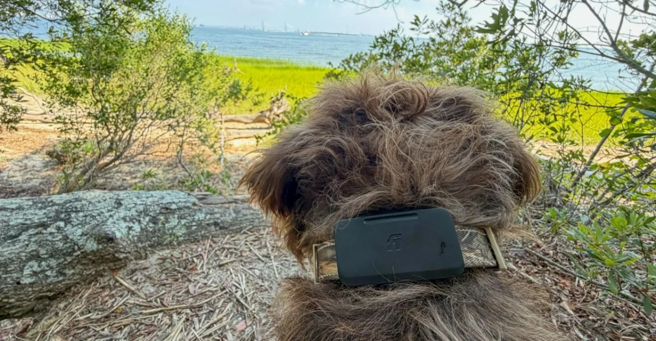Cachorro de porte médio usando coleira tecnológica com antena, sobre fundo de mapa de satélite