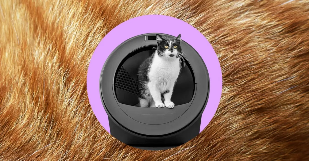 Gatos de pelagem cinza e preta ao lado de um Litter Robot branco com tela mostrando ícones de reconhecimento facial